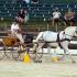 Driving at the Germantown Horse Fair & Food Truck Festival